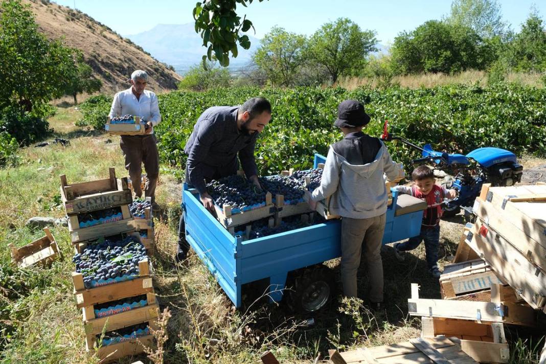 Saç ve cilt sağlığını koruyor, gözlere iyi geliyor! Türkiye'nin tescilli meyvesi kapış kapış satılıyor, kilosu 55 TL 2